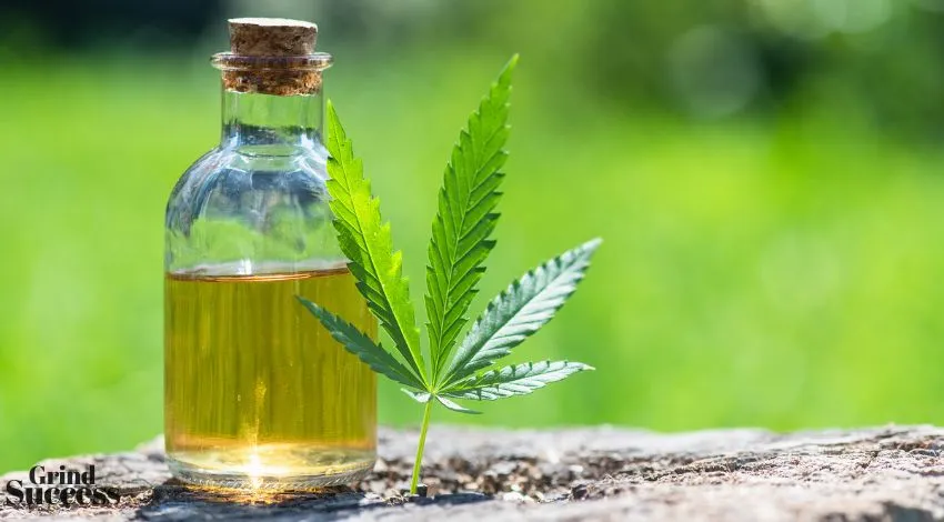 Exploring the Different Types of CBD Topicals